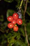 Trumpet honeysuckle